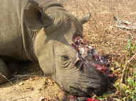 Credit Lowveld RhinoTrust